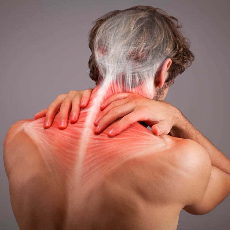 neck muscles