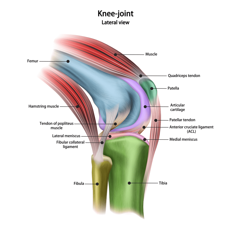 Anatomy of the knee joint