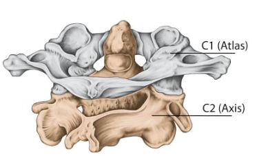 An illustration of the vertebra of the spine, showing the atlas and axis.