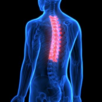 Image of the upper part of the spine highlighted in red.