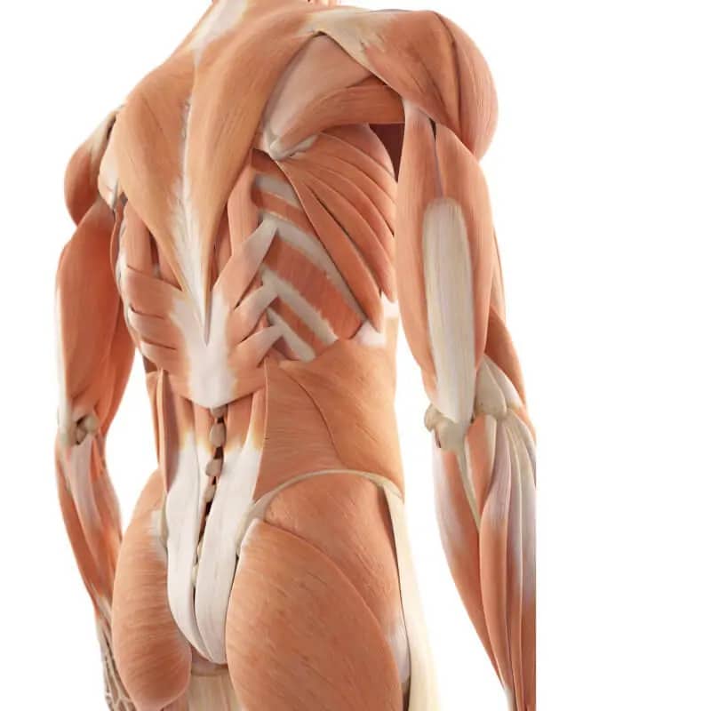 back pain musculature in the back