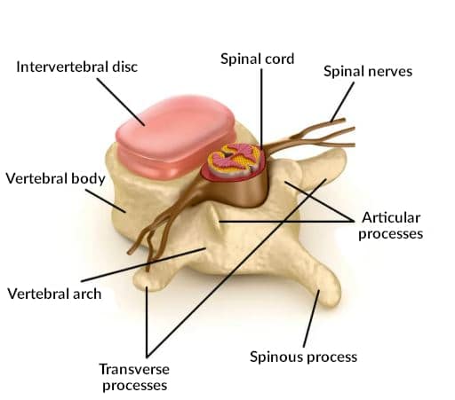A vertebrae with annotations.