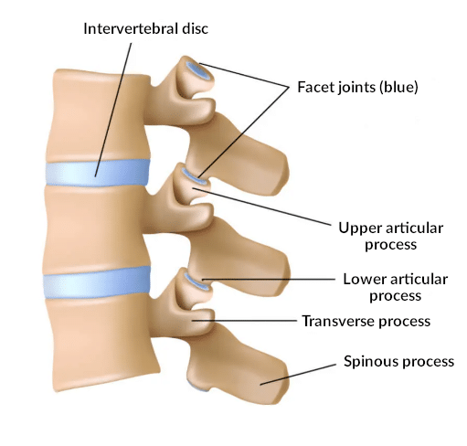 Anatomy of the spine and its vertebrae.