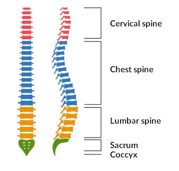 Illustration of the Spine
