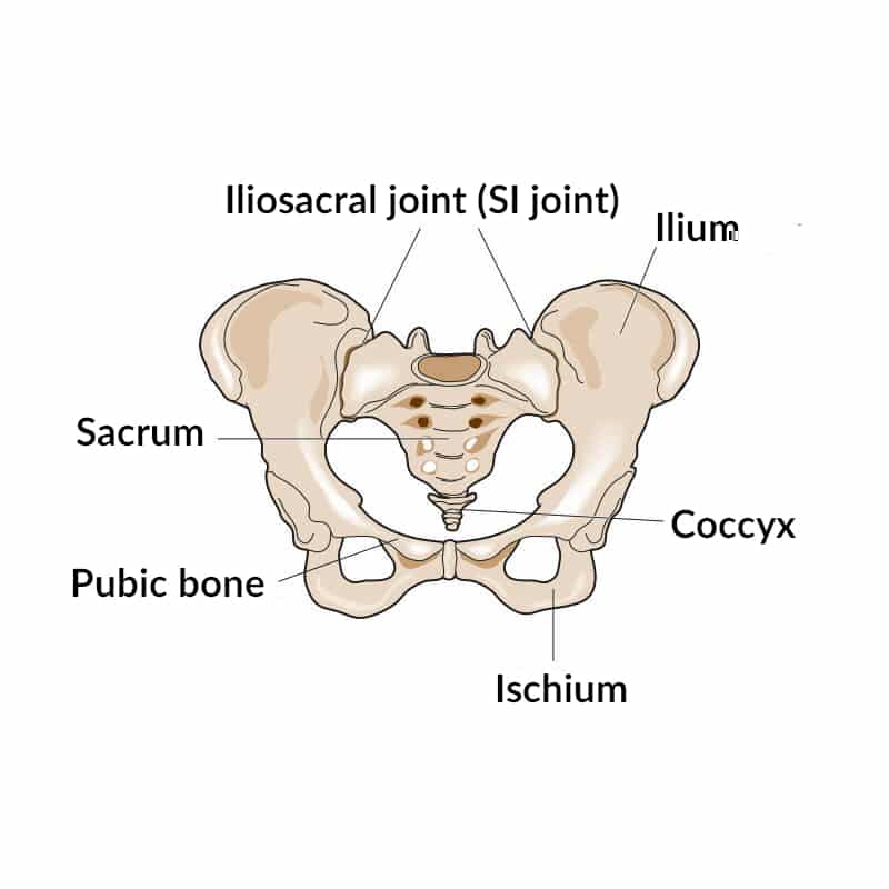 An illustration of an iliosacral joint