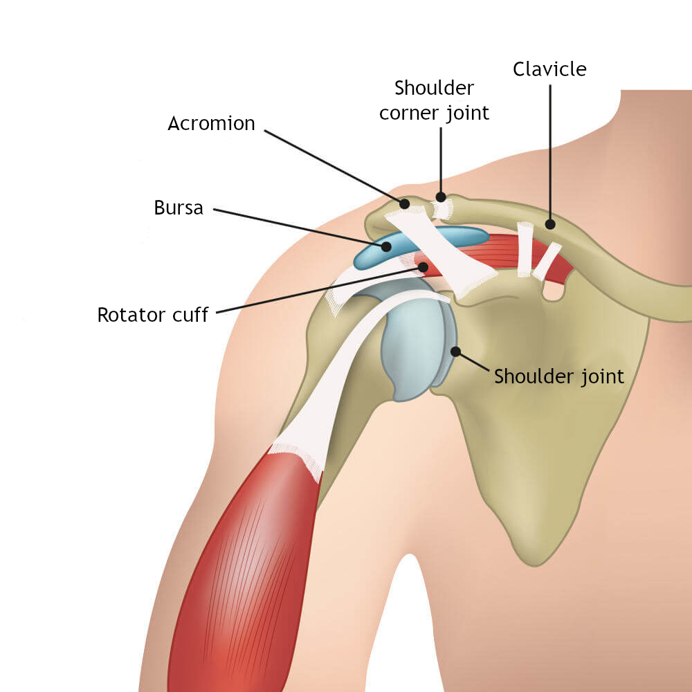 Illustration of the shoulder joint.