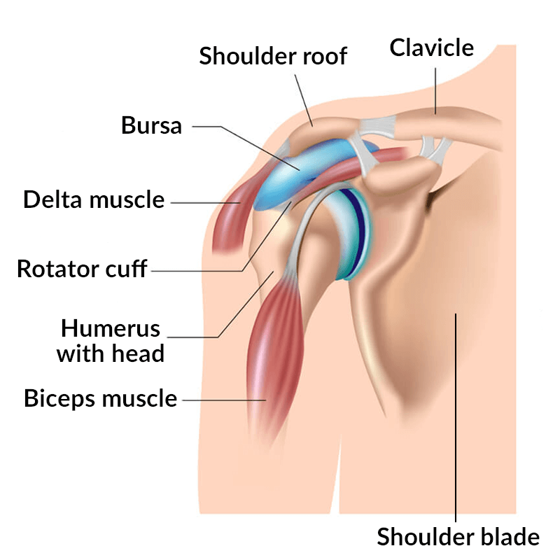 An illustration of the shoulder joint.