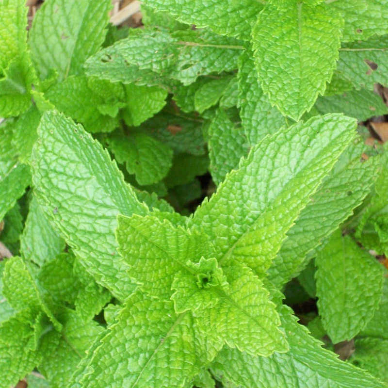 Peppermint.
