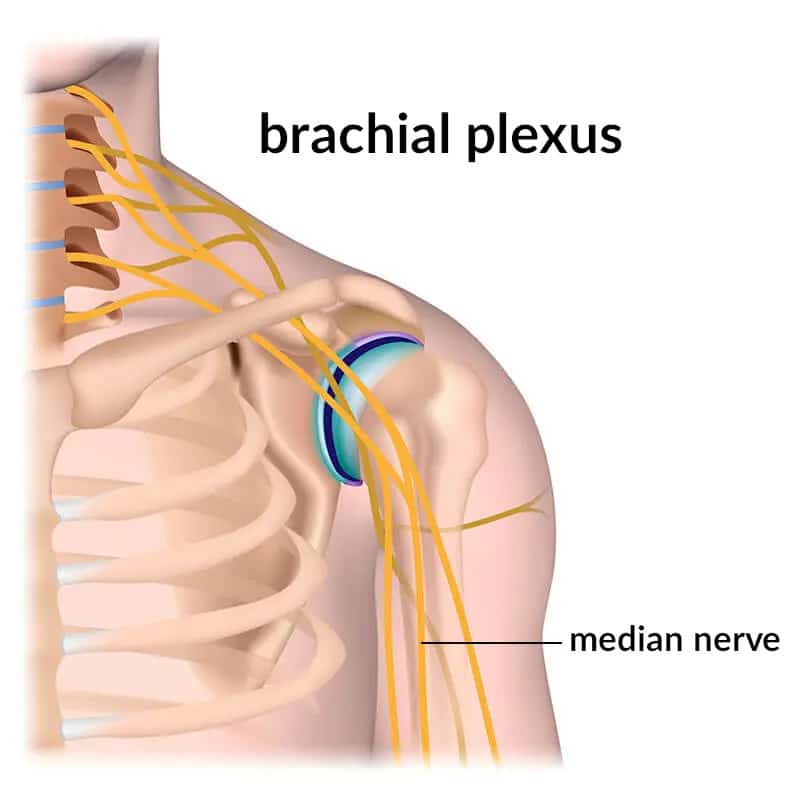 Illustration of the brachial plexus.