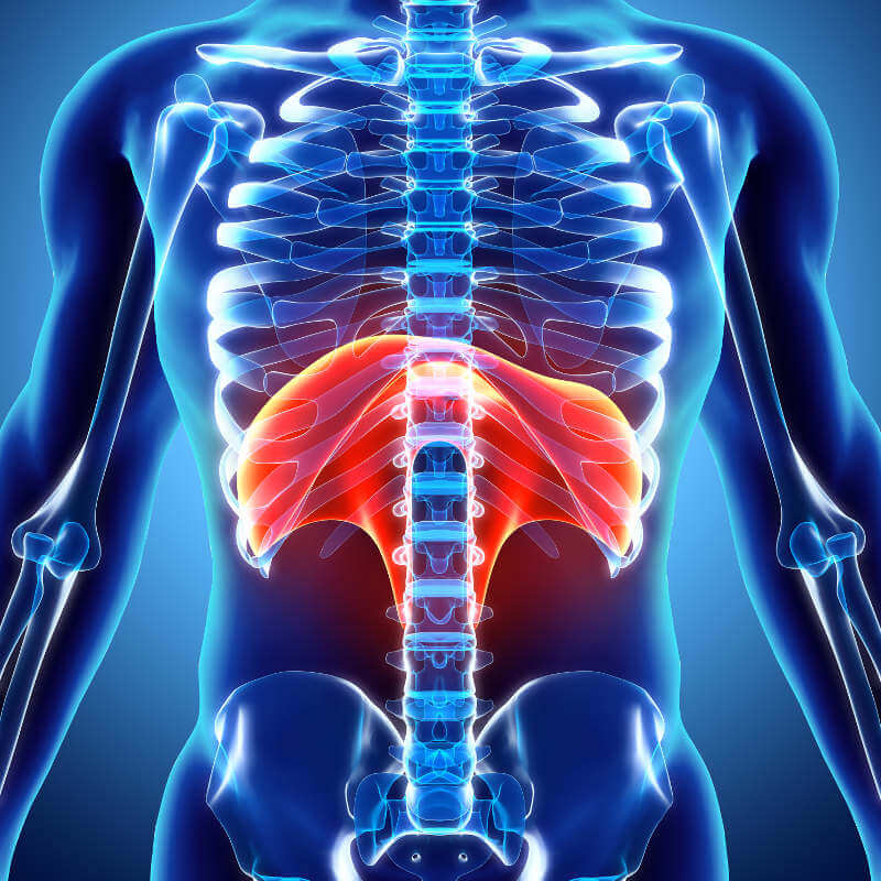 Illustration of the area of the diaphragm.