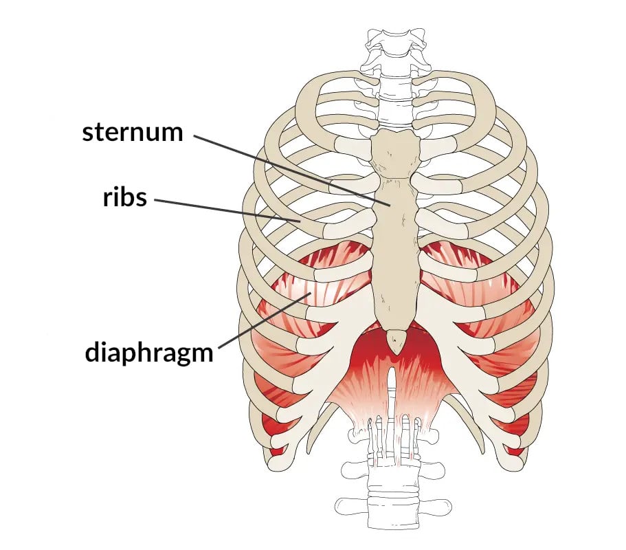Illustration of the rib cage.