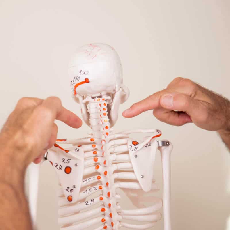 Roland pointing at which points to press using a model skeleton.