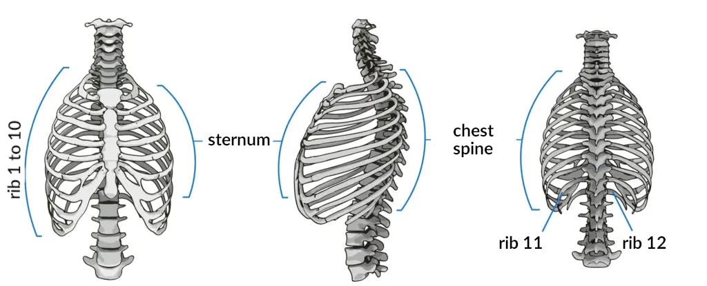 Illustration of the human chest, showcasing the skeleton.