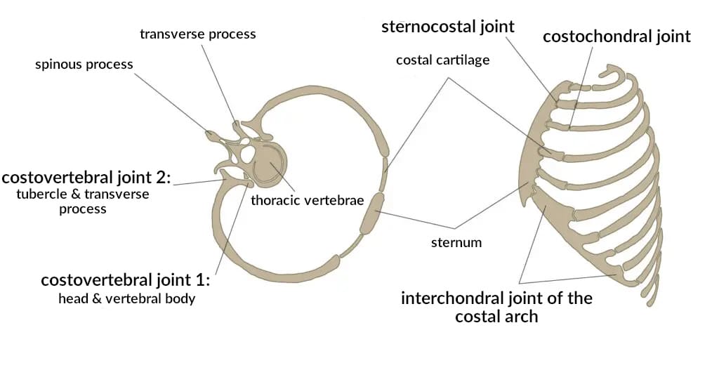 Illustration of the rib joints.