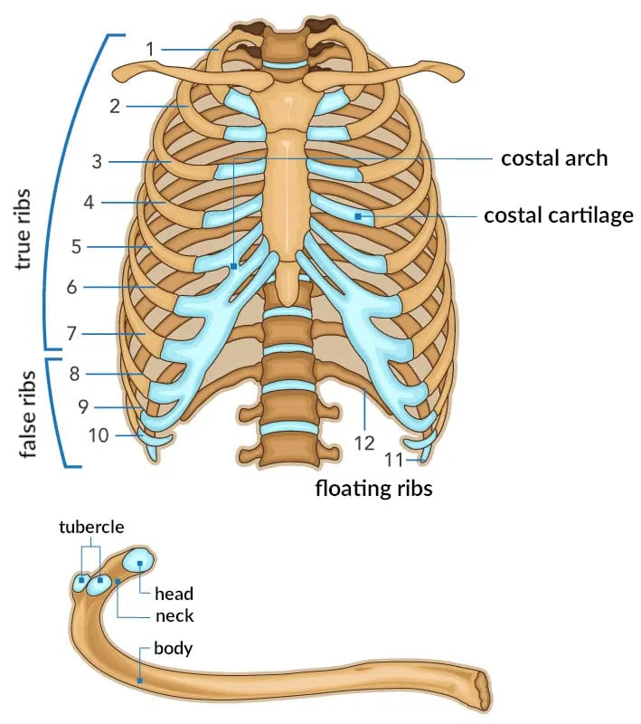 Anatomical illustration of the rib cage with annotations.