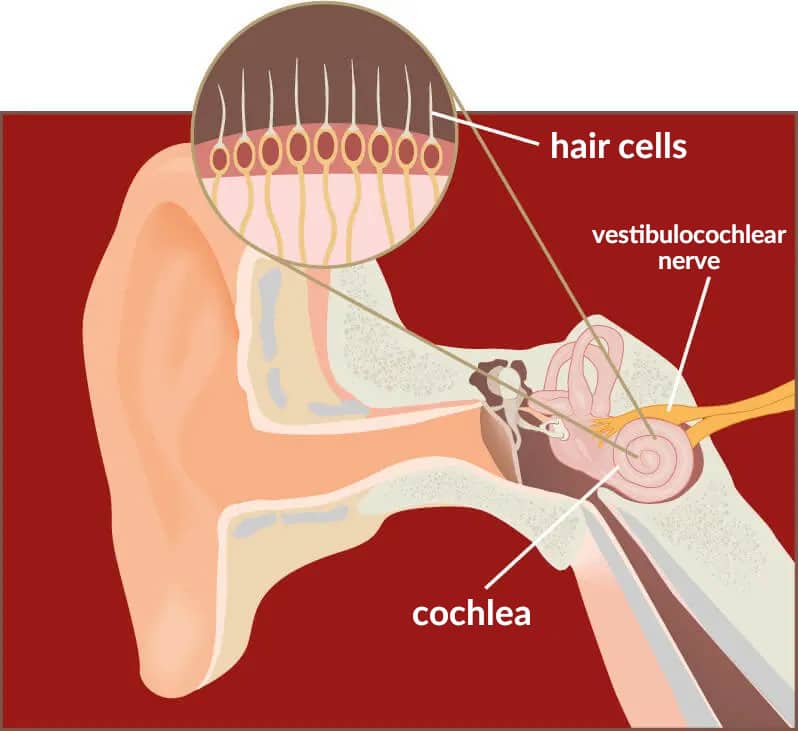Illustration of the inner ear and its components.