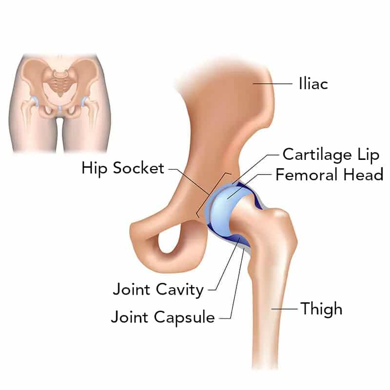 The hip joint.