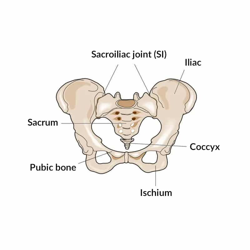 An illustration of the hip.