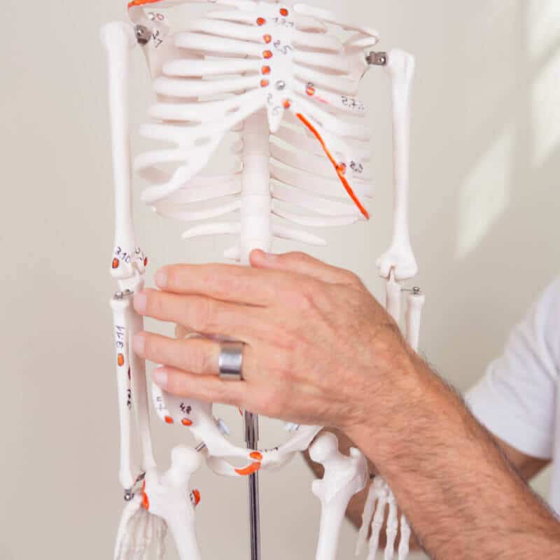 A hand is pointing out trigger points on a skeleton.