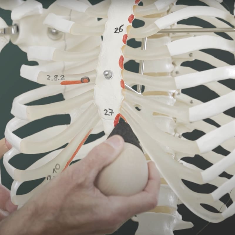 A white skeleton with marked red spots is shown. A hand with a wooden tool is pointing towards the lower ribs.