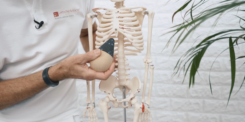A skeleton with the Osteopressure tool against the xiphoid process.
